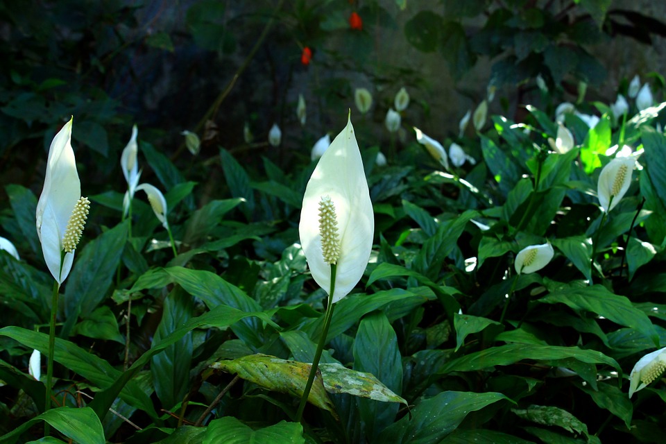 「Peace Lilies」白鶴芋